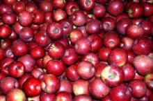 Fresh Apple