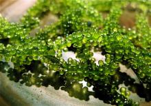 SEA GRAPES seaweed