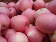 Fresh fuji apples from South africa