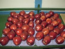 Fresh Red delicious apple negotiable price