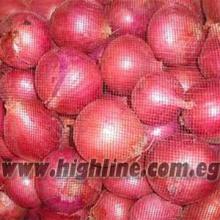 fresh onion