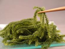 Sea Grapes (Seaweed)