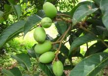 Supply Olive  Leaf   Extract   Powder 
