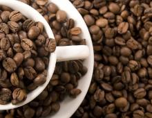 Supply  Cocoa   Bean   Extract  Powder