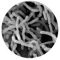 Lactobacillus casei
