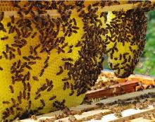 Natural honey with buckthorn berries