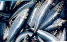 Very  fresh   sardine  from china
