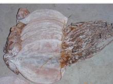 High nutrient dried squid with good quality