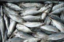 Good delicious horse mackerel from china supplier