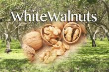  Walnut s,  Walnut s in shell,  Walnut s kernels,  Walnut 