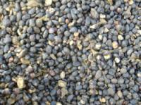  PALM   KERNEL 