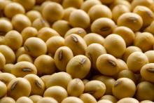 High Quality Dried Soybean Seed