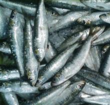 Sardina Pilchardus
