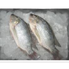 IQF frozen tilapia
