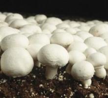 fresh mushroom,white mushroom,button mushroom