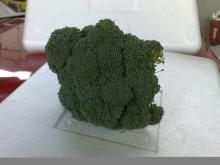 Fresh Broccoli
