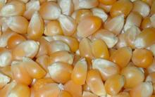 Yellow Corn for sale