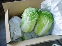 Fresh Cabbage