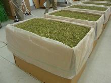  Stevia   Leaves  (Origin Argentina)