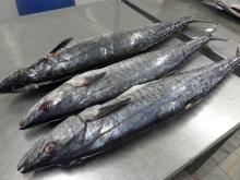 Frozen  King   Fish  WG