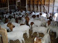 Goats and sheep