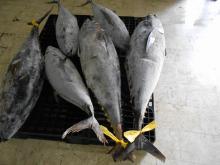 Frozen Tuna GG/WR