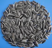 Sunflower seeds