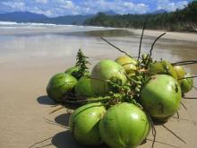 fresh coconuts