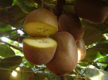 DRIED KIWI FRUIT/SWEET