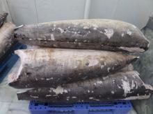 Frozen SwordFish DWT, Belly On