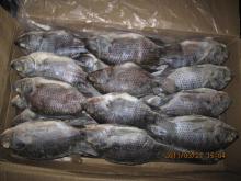 Frozen Tilapia