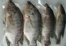tilapia