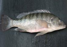  tilapia   GS 