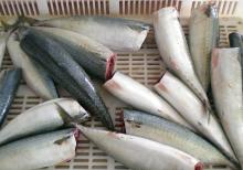 HG pacific  mackerel 