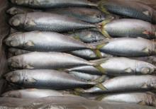 Pacific Mackerel