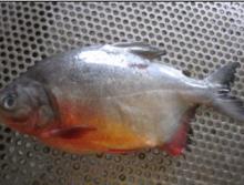 Frozen Red Pomfret (colossoma brachypomum)