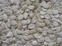 Melon Seeds