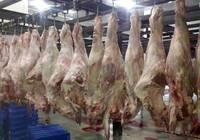 Malaysia  Halal   Frozen   Buffalo   Meat 