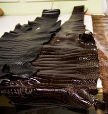 price of raw crocodile skin