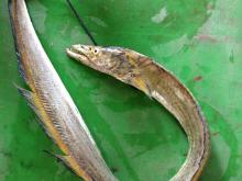 Ribbon  Fish (Yellow)