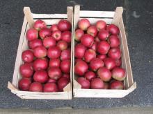 IDARED APPLE