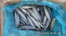Frozen pacific mackerel fish 200-300g