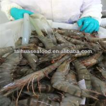 Frozen White Shrimp
