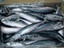 Whole Round Frozen Chub Mackerel(Danish Origin)