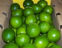  Key  Lime
