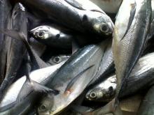 Horse mackerel fish