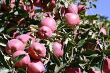 fresh red apple