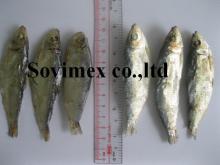 dried  herring   fish 