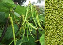 Moong Dal Beans
