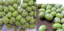 Vigna Beans / Green Mung Bean